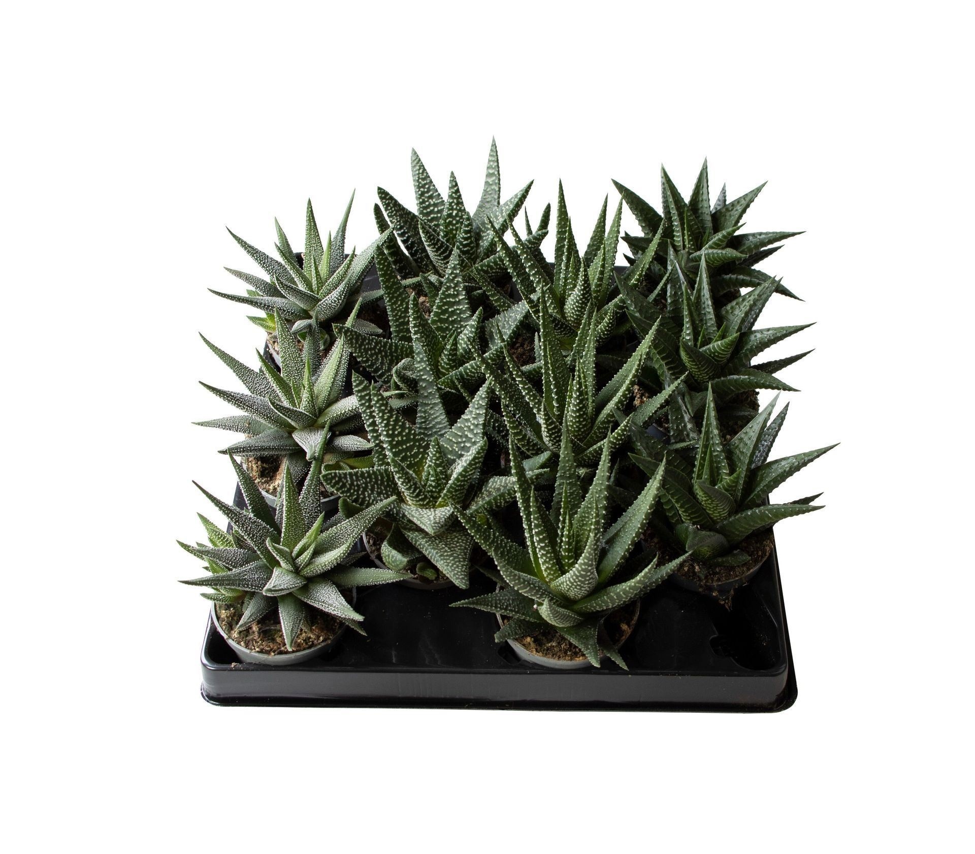 Haworthia Fasciata Mix 4 varieties