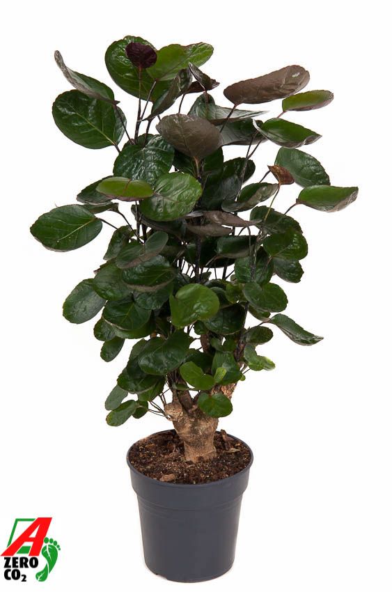 Polyscias 'Fabian' vertakt