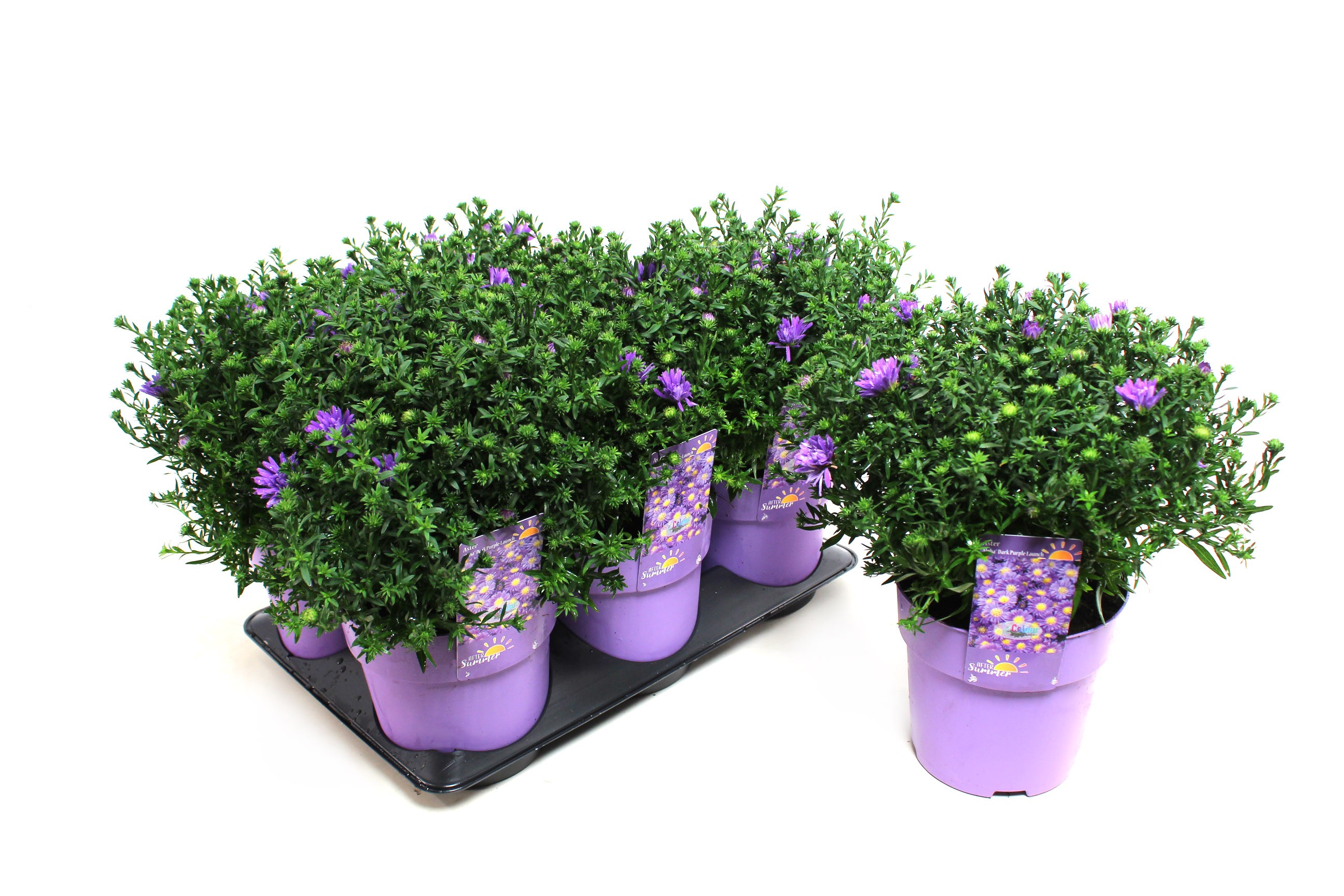 Picture of Aster Alpha Dark Purple Launch (After Summer) P15