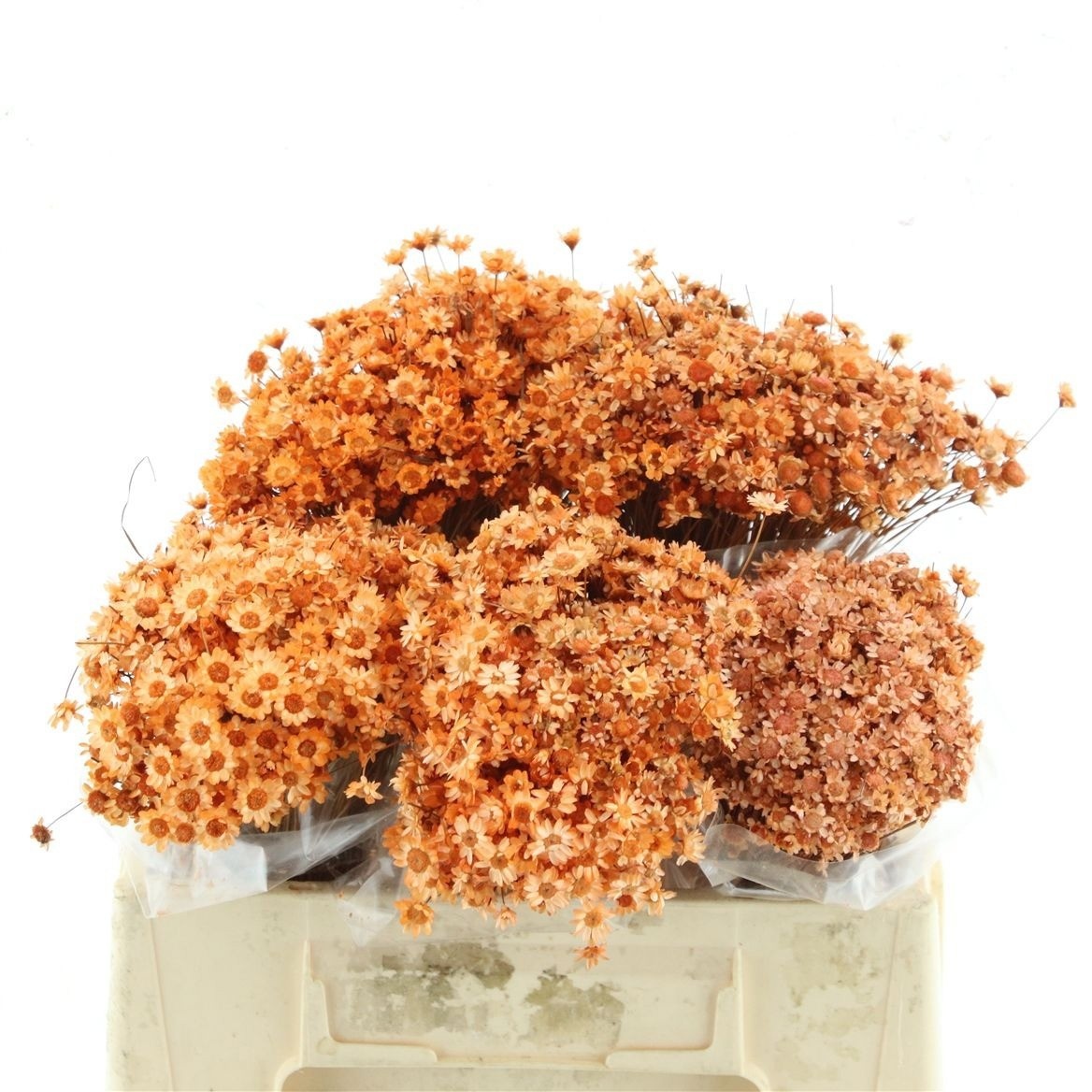 Dried/preserved Flowers Misc 50cm 50gram