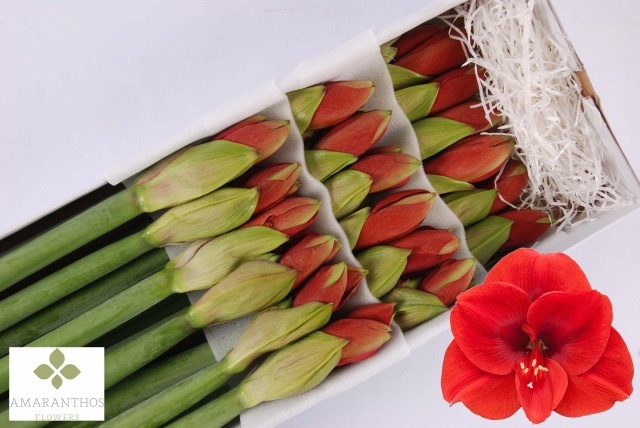 Hippeastrum Ferrari 4bl