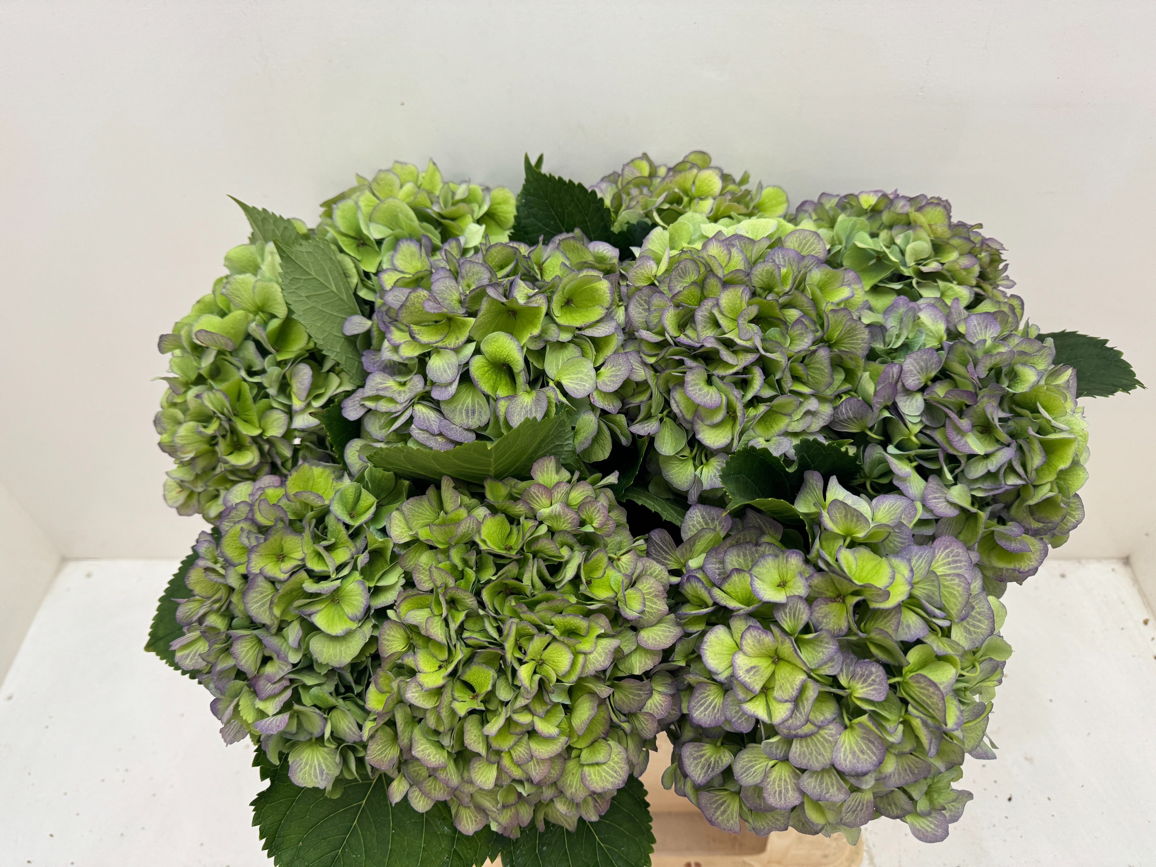Hydrangea Verena Classic Blue 50cm 19Ø