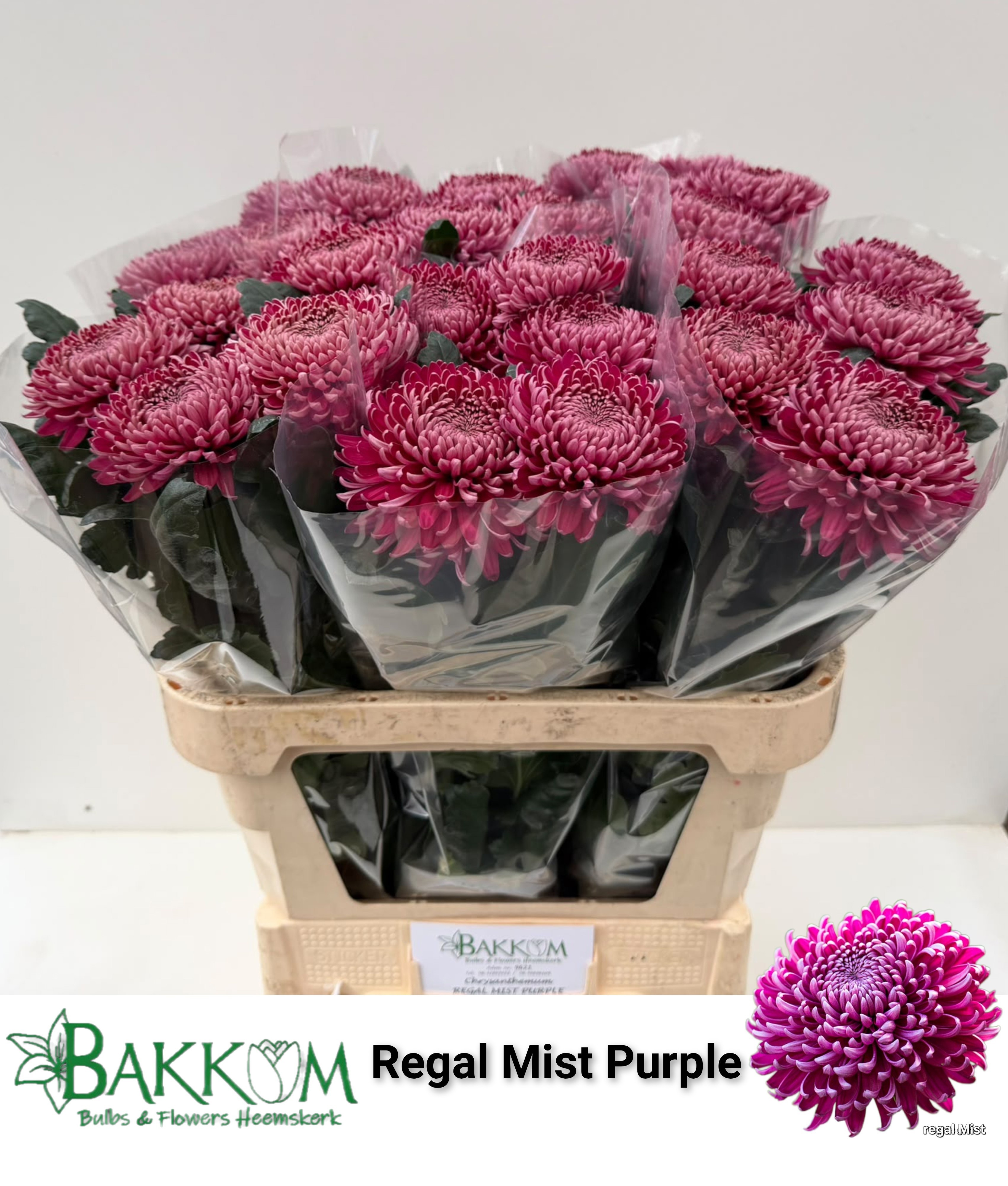 Chrys Single Regalm Purper 80cm 120gram