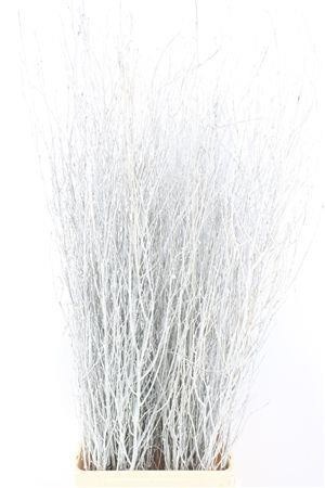 Betula (BIRCH) Painted 120cm