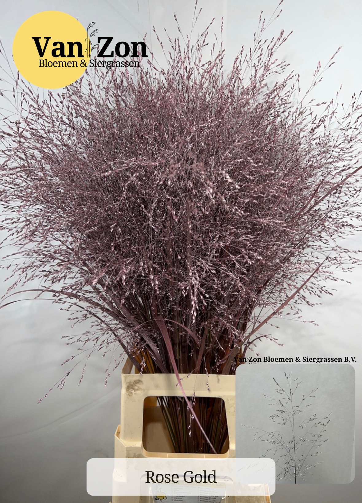 Ornamental Grass Painted (PANICUM)
