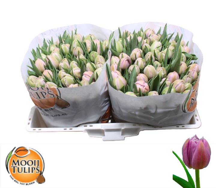 Tulipa Double Katinka 35cm 33gram