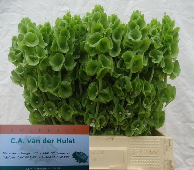 Moluccella Stuk