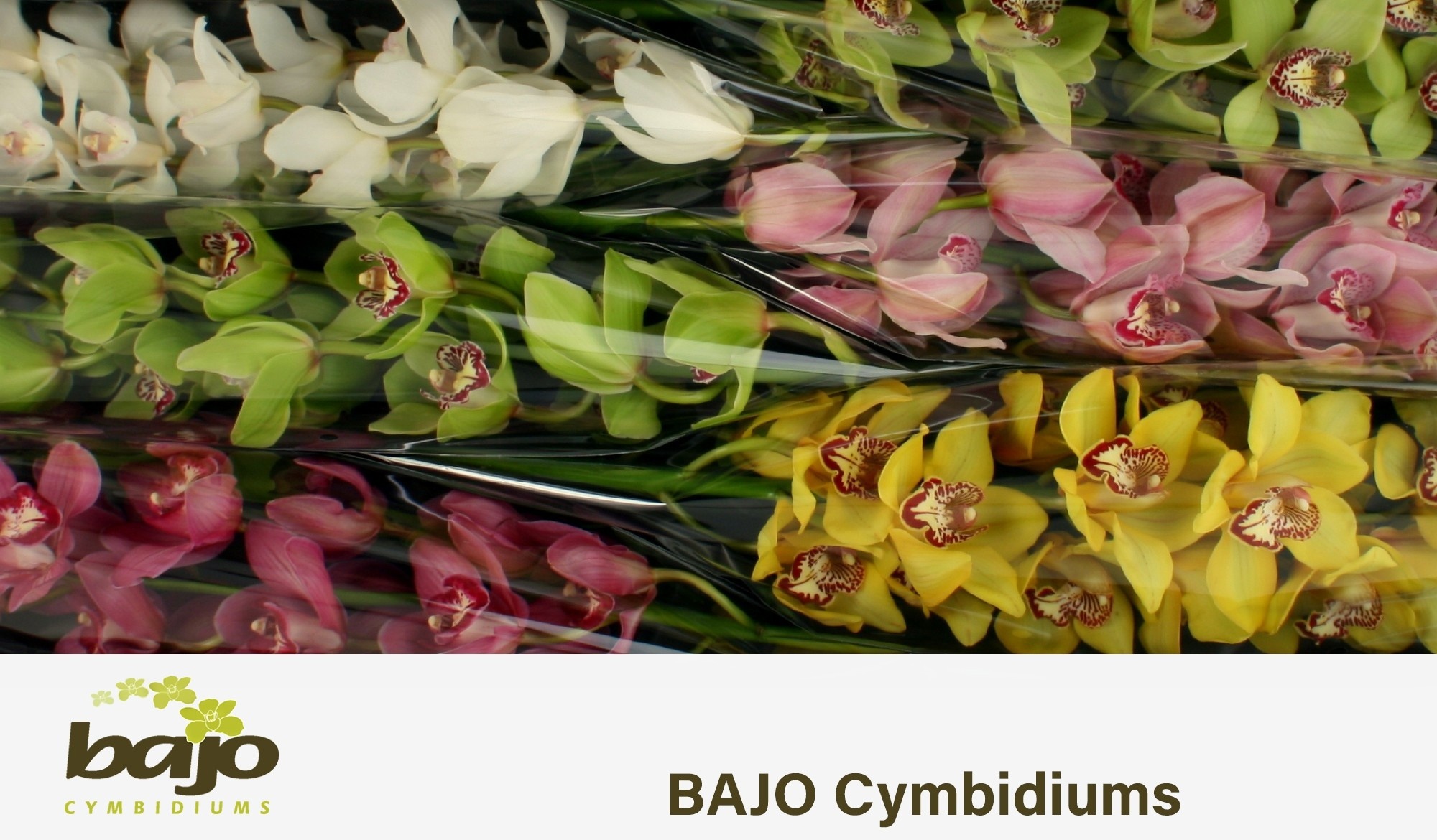 Cymbidium Asst 11bl
