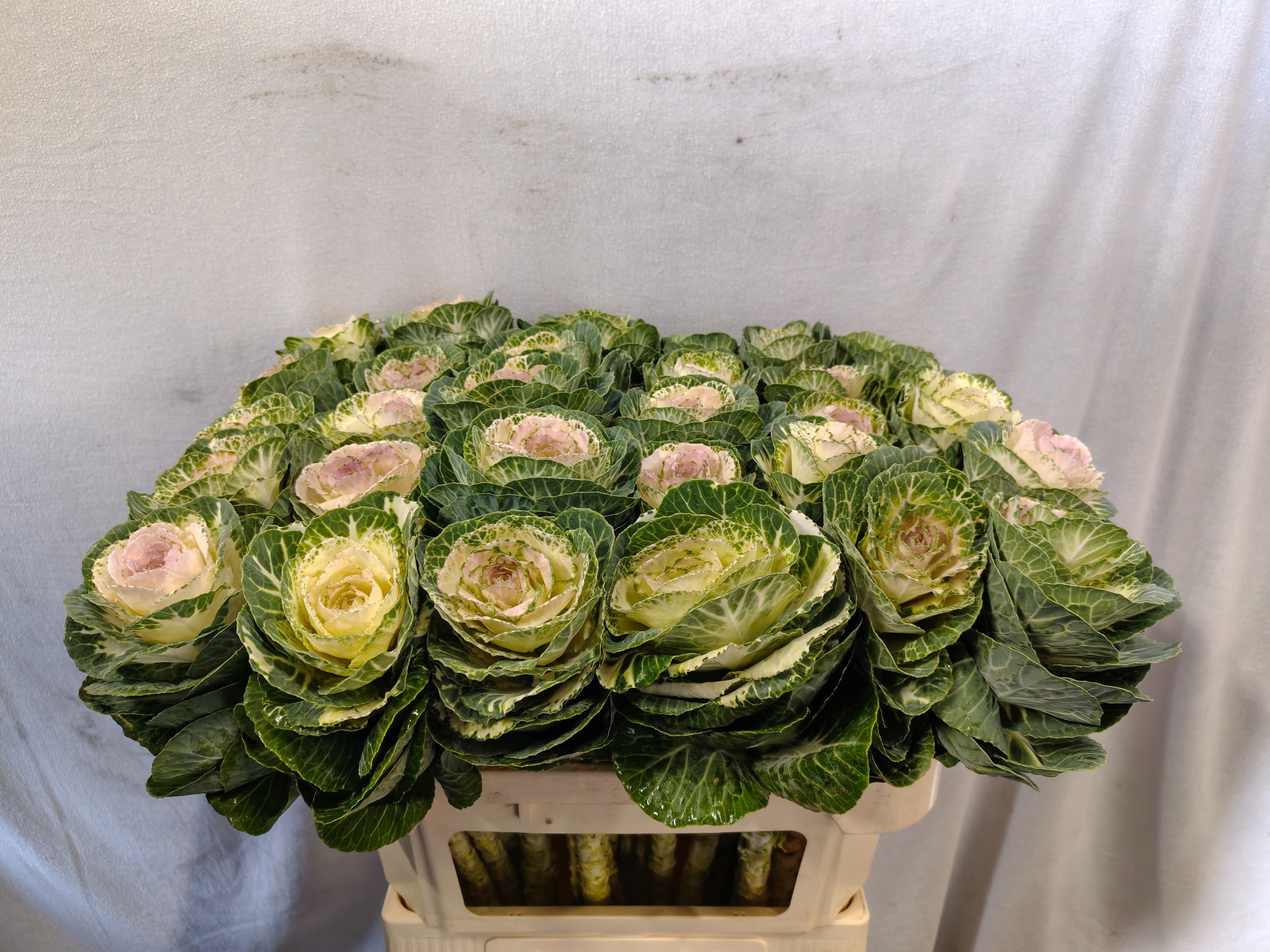 Brassica White Crane 70cm