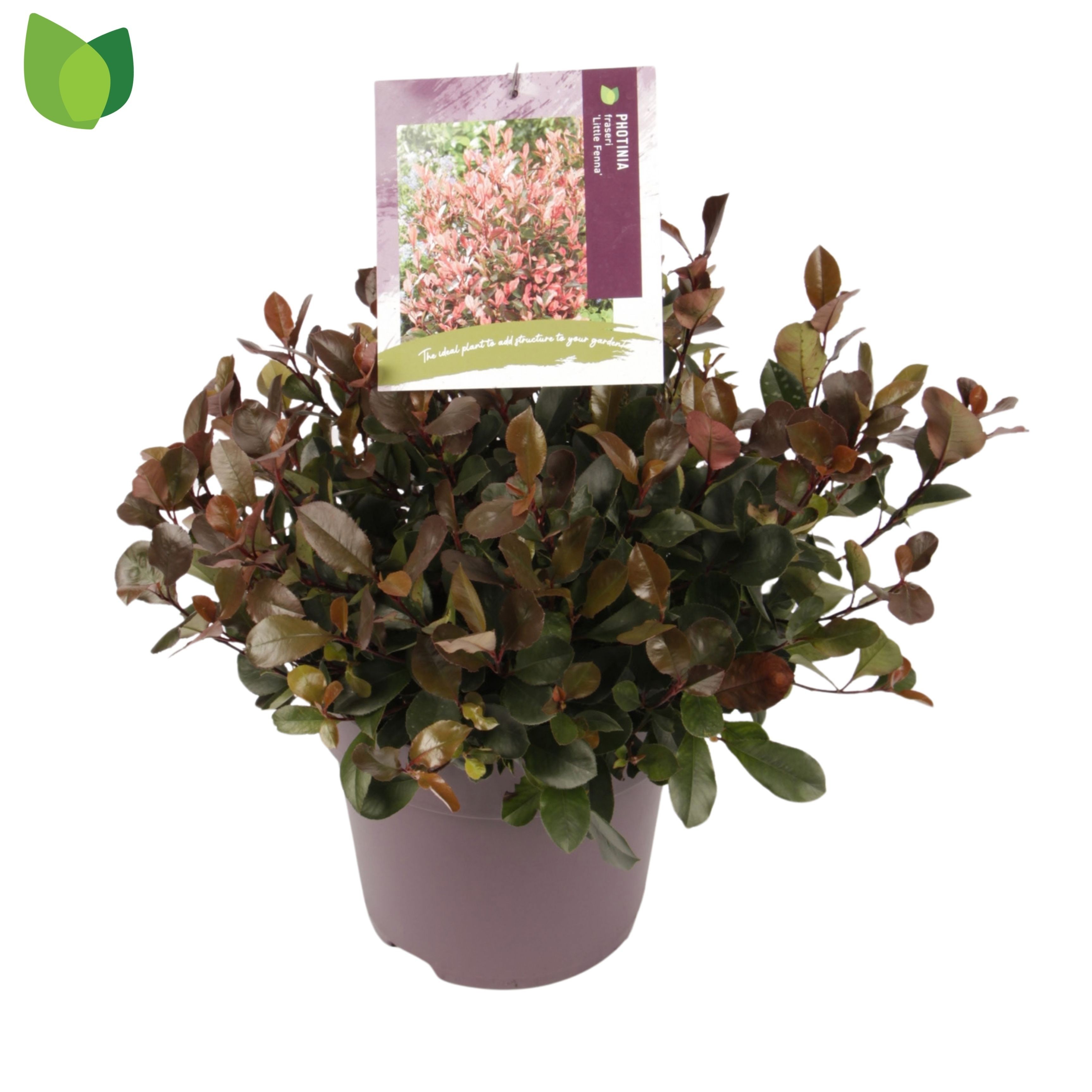 Photinia fraseri 'Little Fenna'