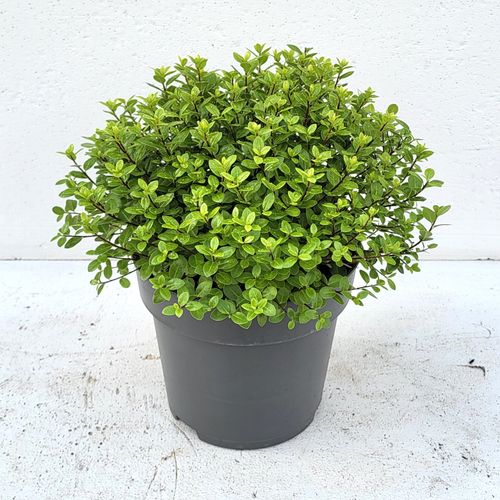 Pittosporum ten. 'Golf Ball' - 'Colours in Shape'p23