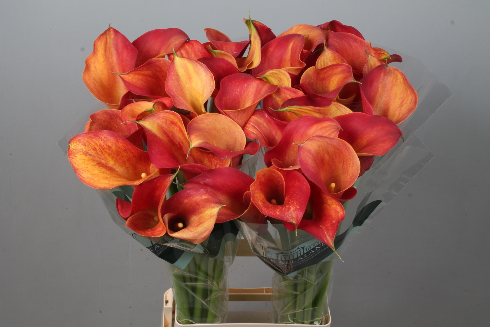 Calla Capt Trinity 80cm