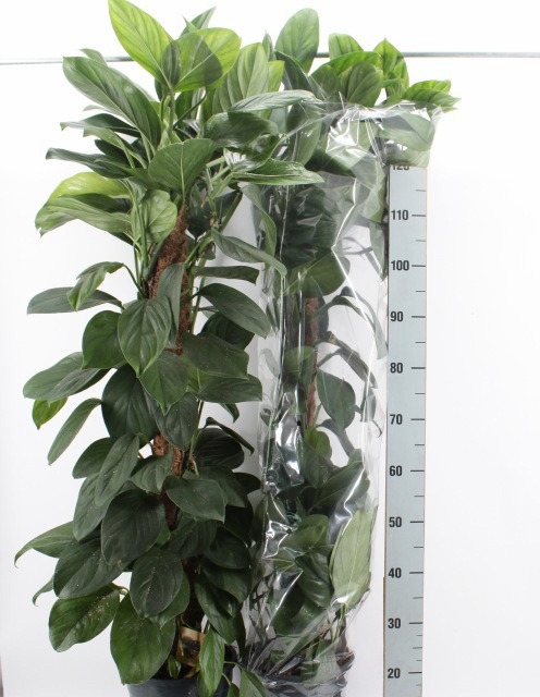 Monstera Ov 24P 140H 8stek