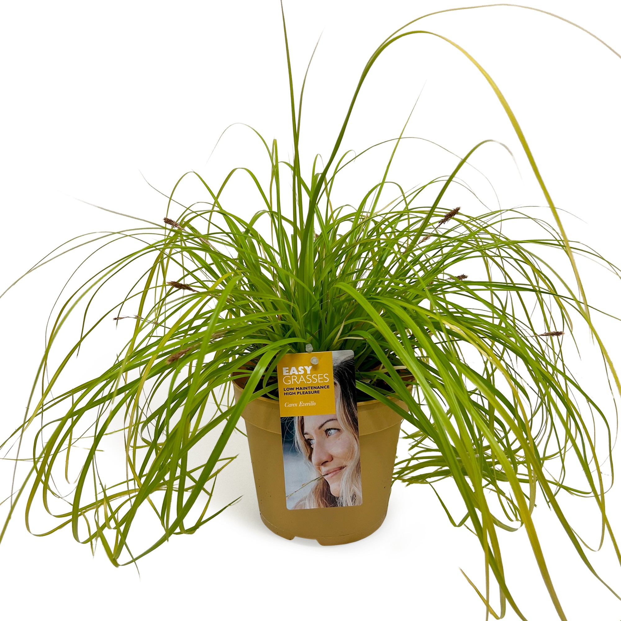 Picture of Carex oshimensis Everillo GEEL