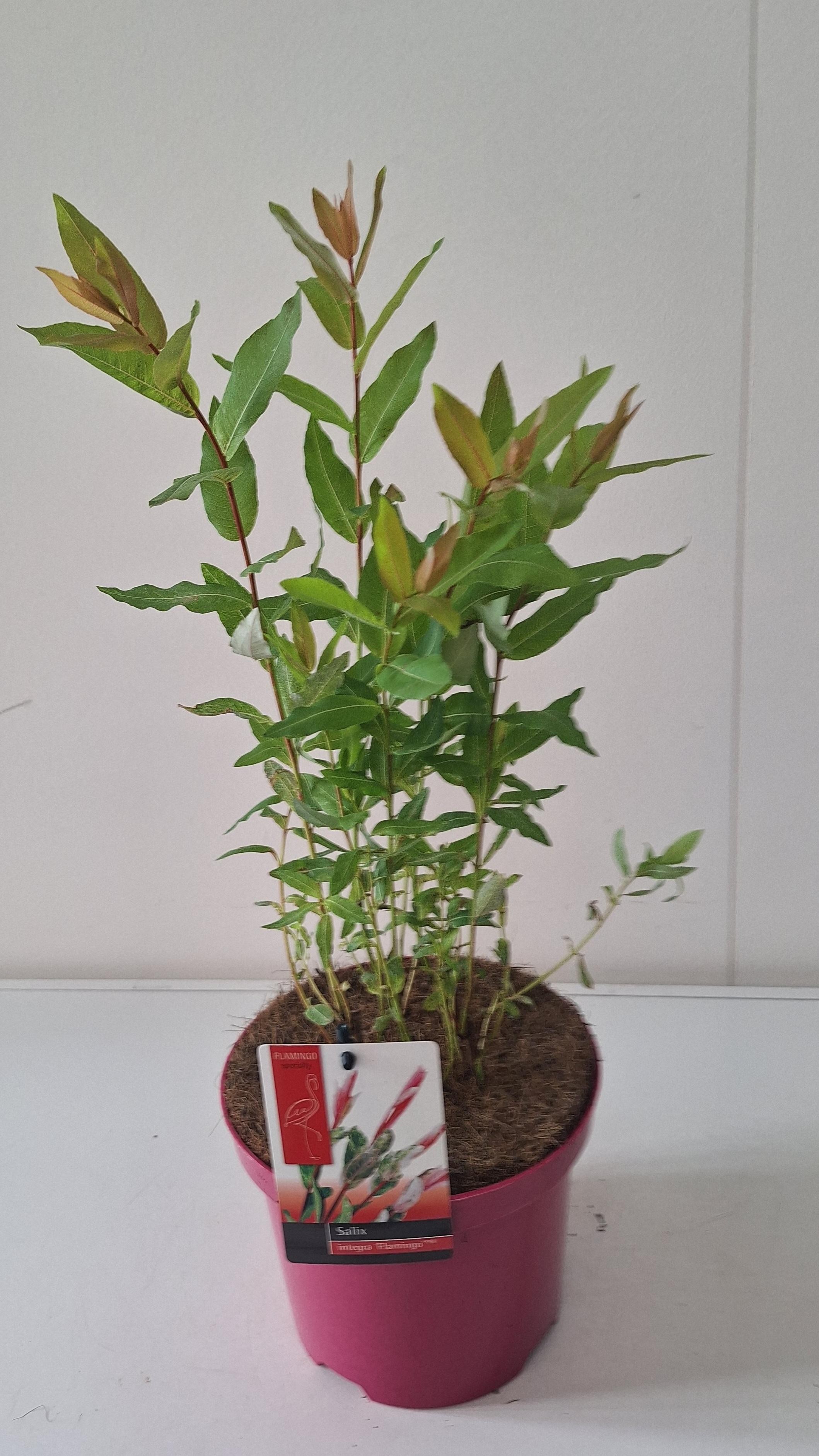 Picture of Salix Flamingo bush p17 Pink pot