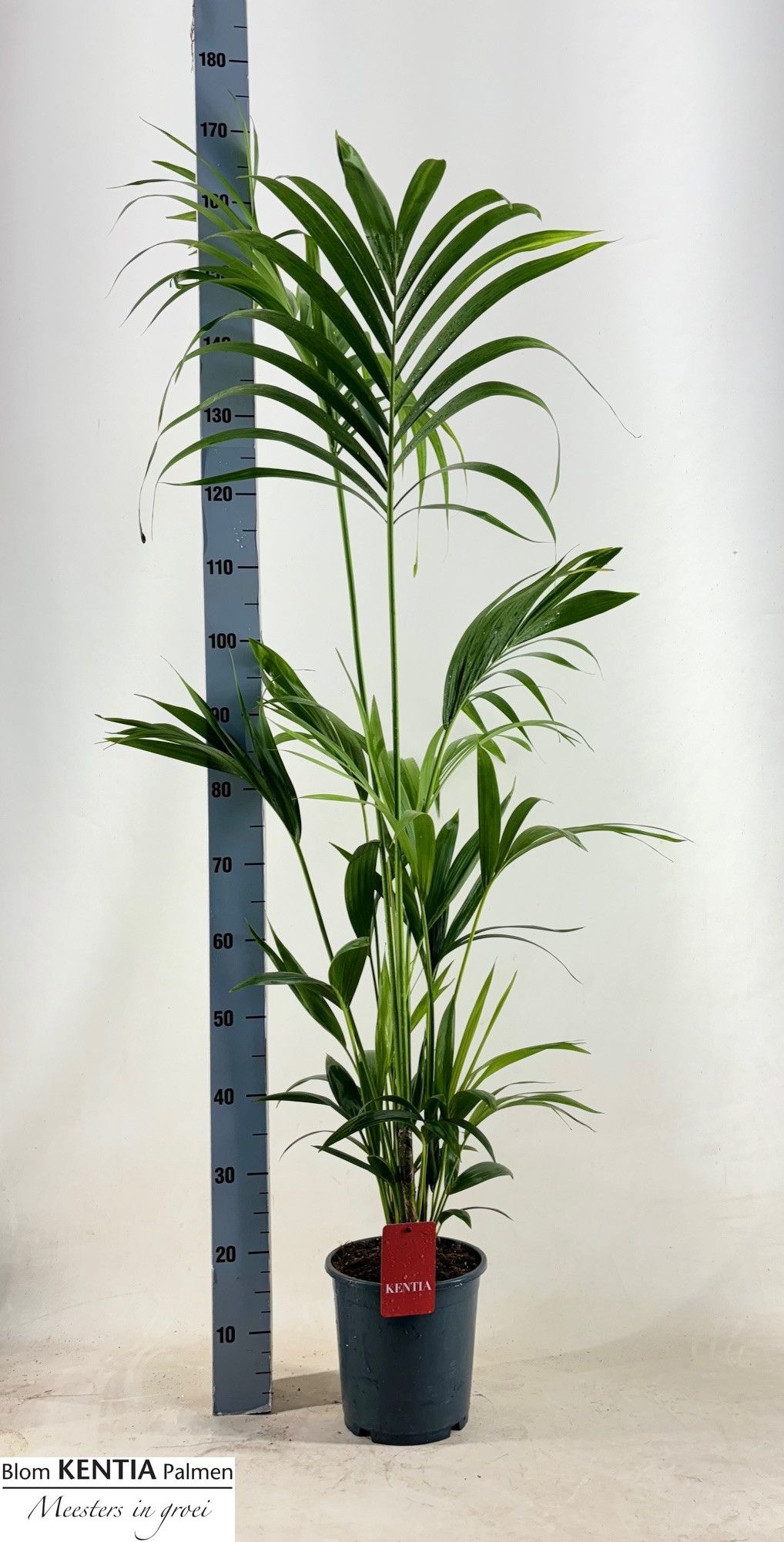 Howea Forsteriana 21P 170H 5stek