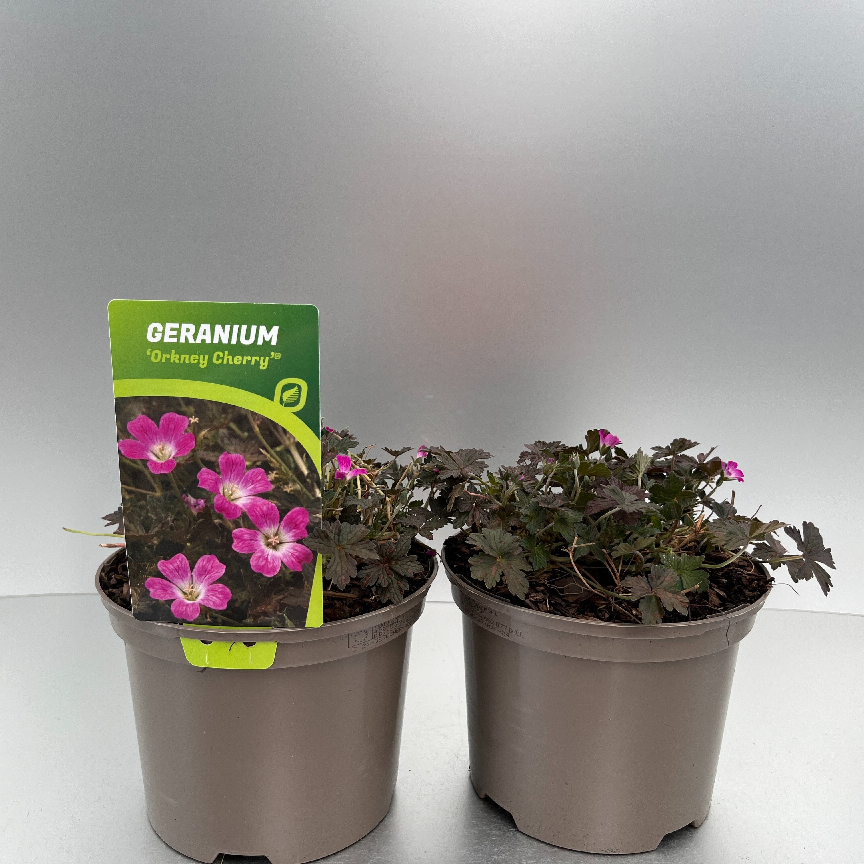 Picture of Geranium Orkney Cherry P17 (2 Ltr)