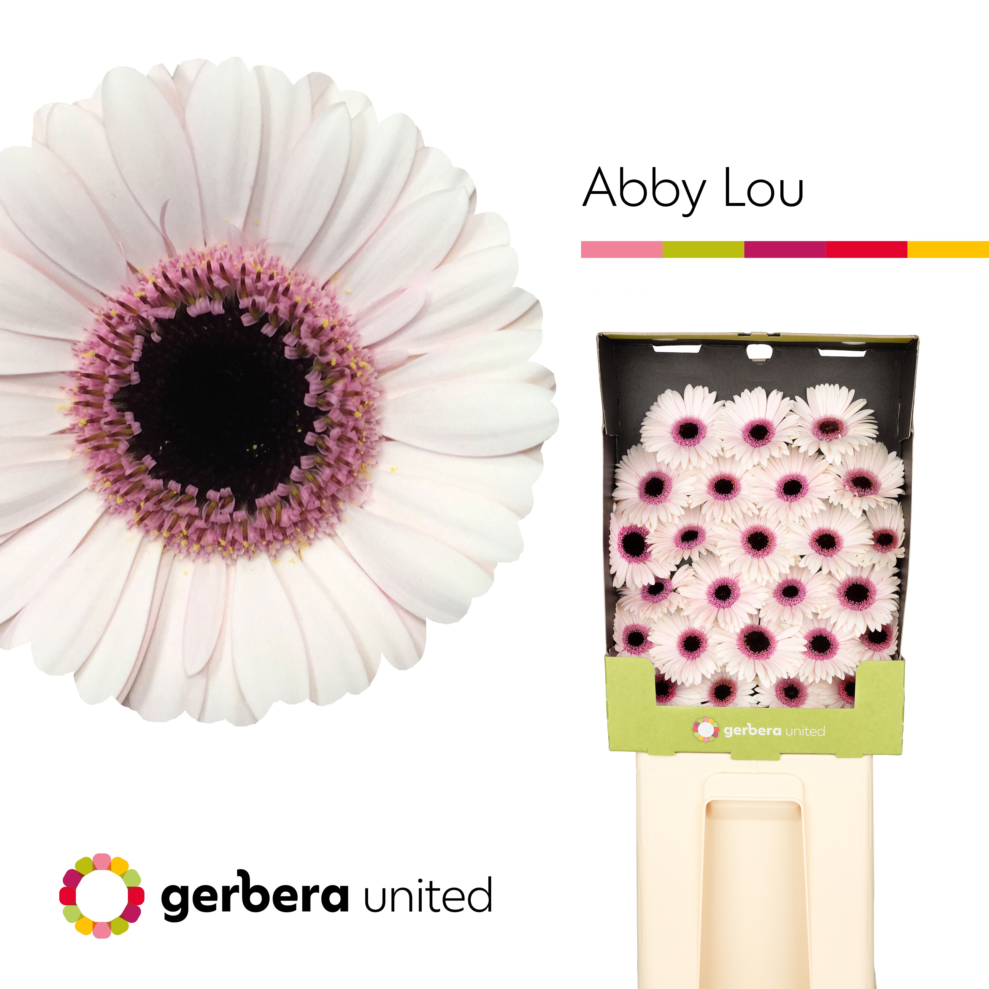 Ge Mi Abby Lou