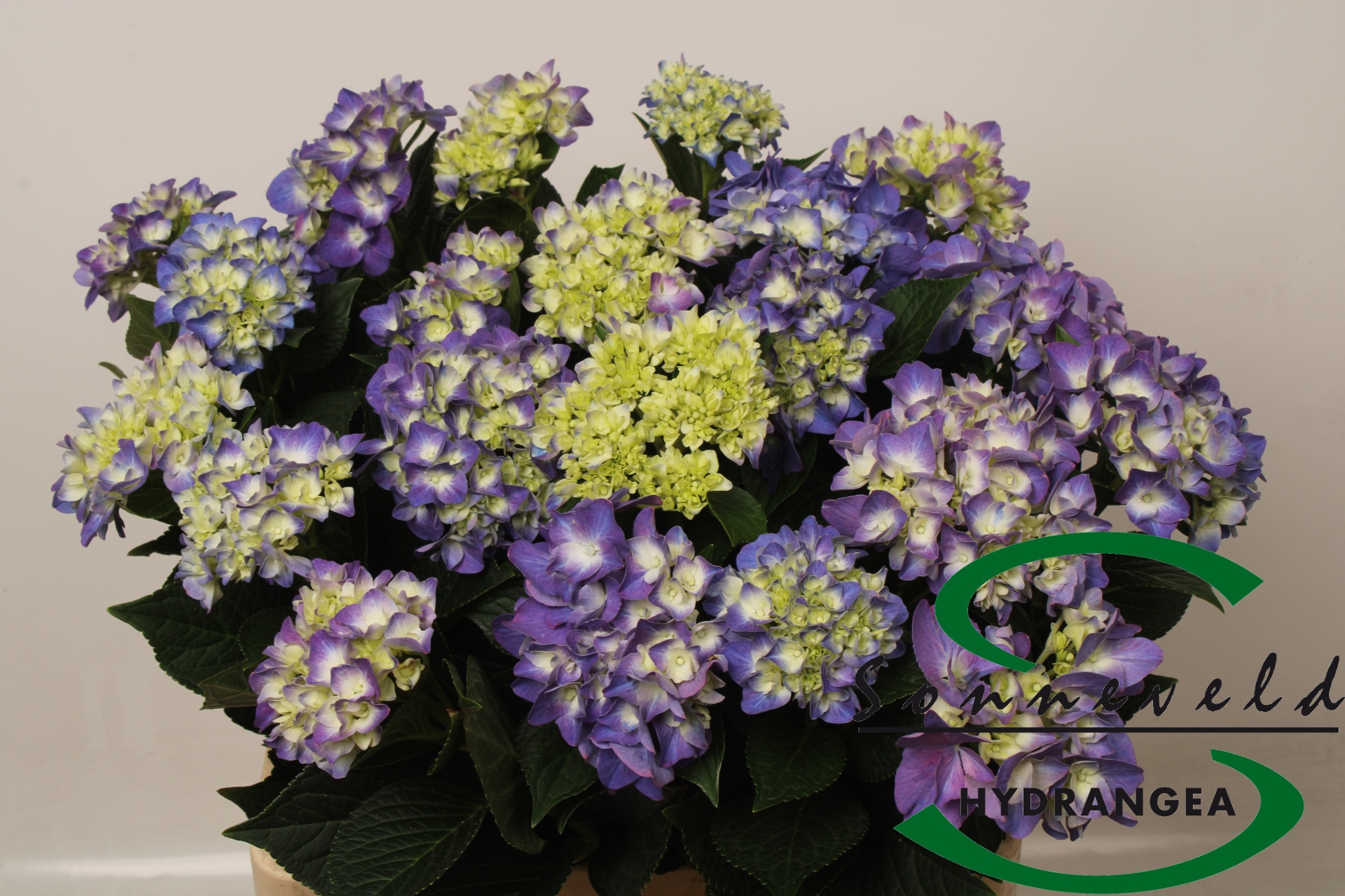 Hydrangea Rodeo Purple 60cm 8Ø