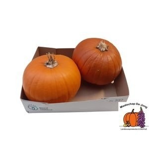 Cuc Maxima Halloween