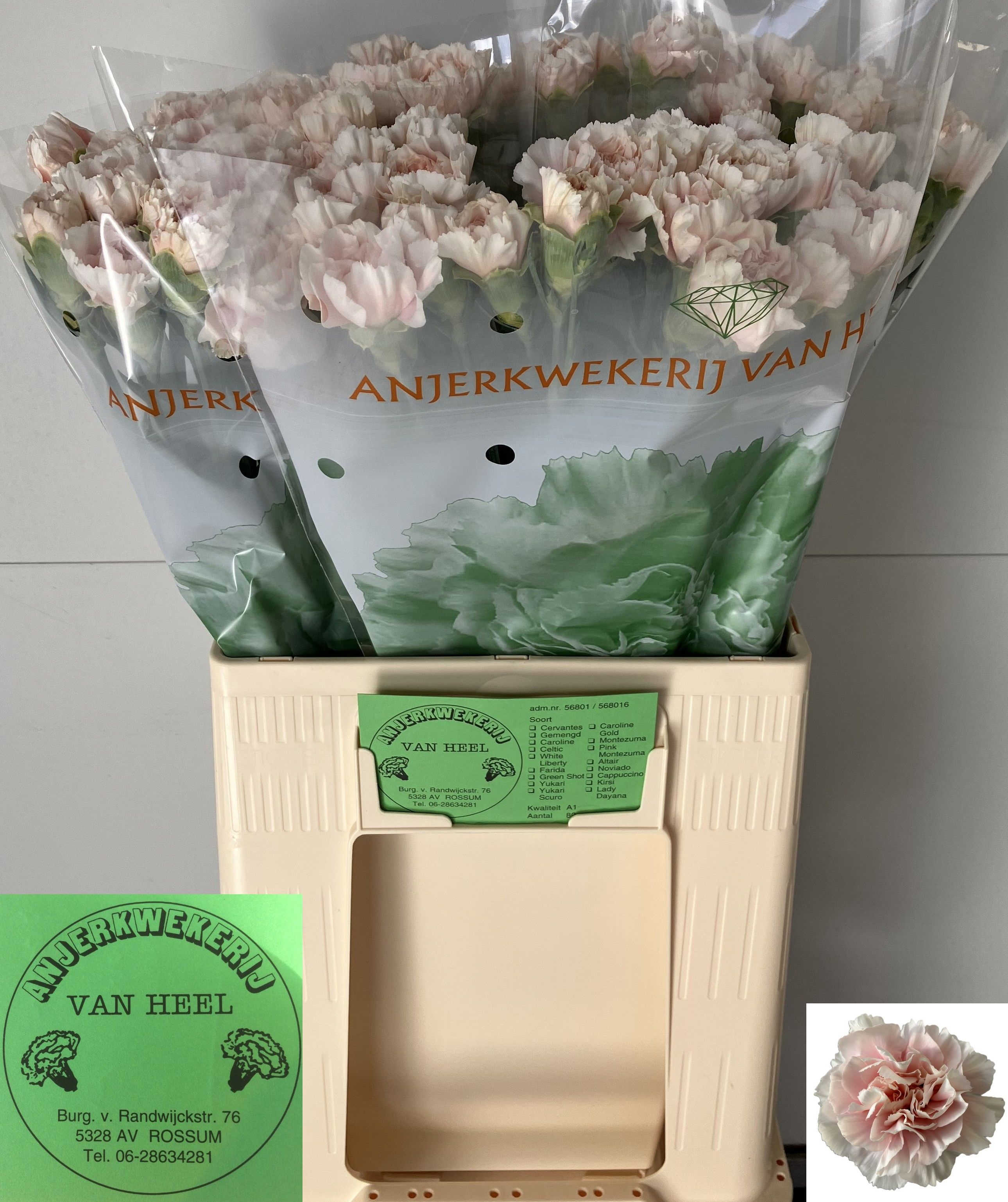 Dianthus St Altair 60cm