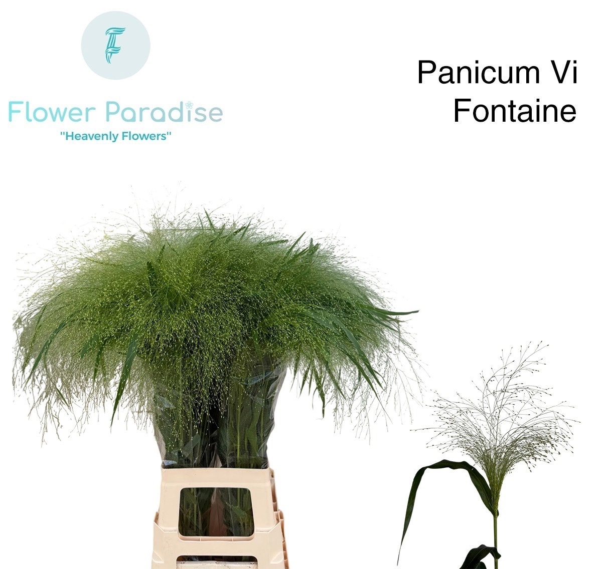 Panicum Fountain 80cm