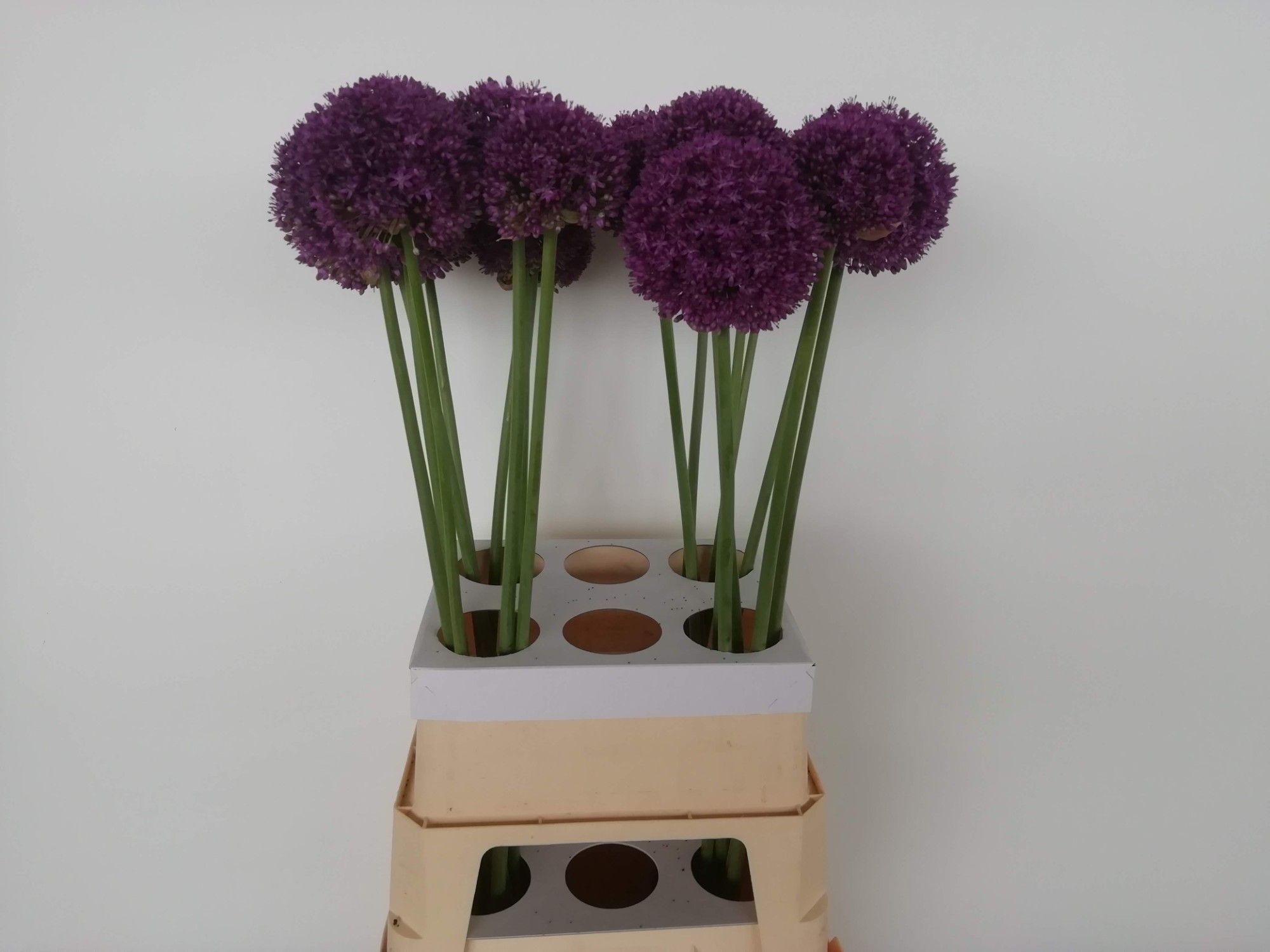 Allium Ambassador