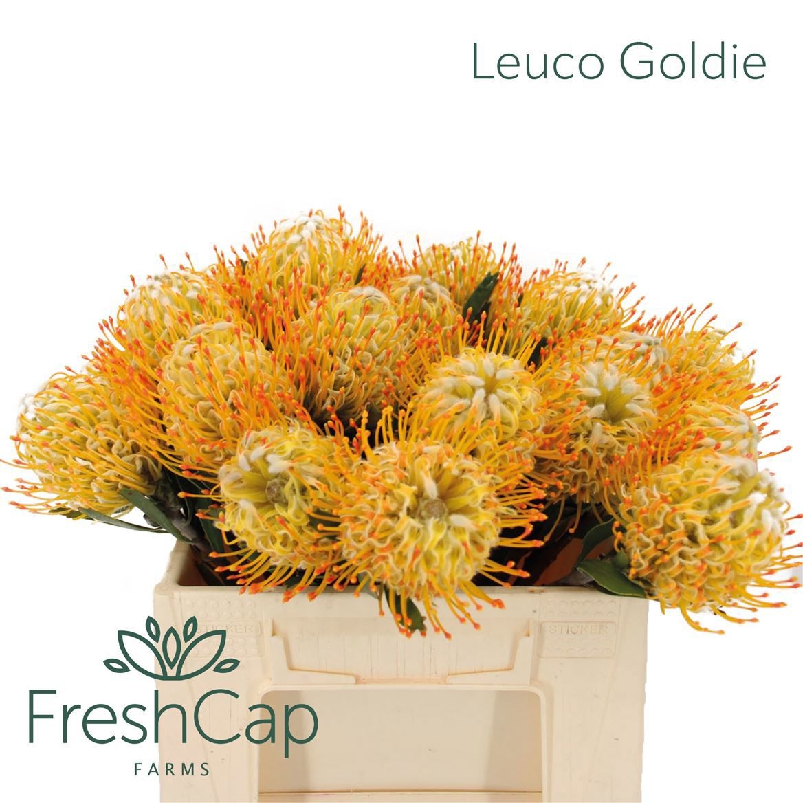 Leucospernum Conocar Goldie 35cm
