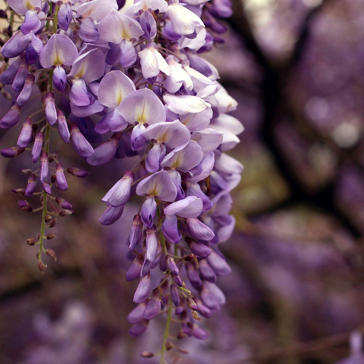 Wisteria brachybotrys 'Okayama'