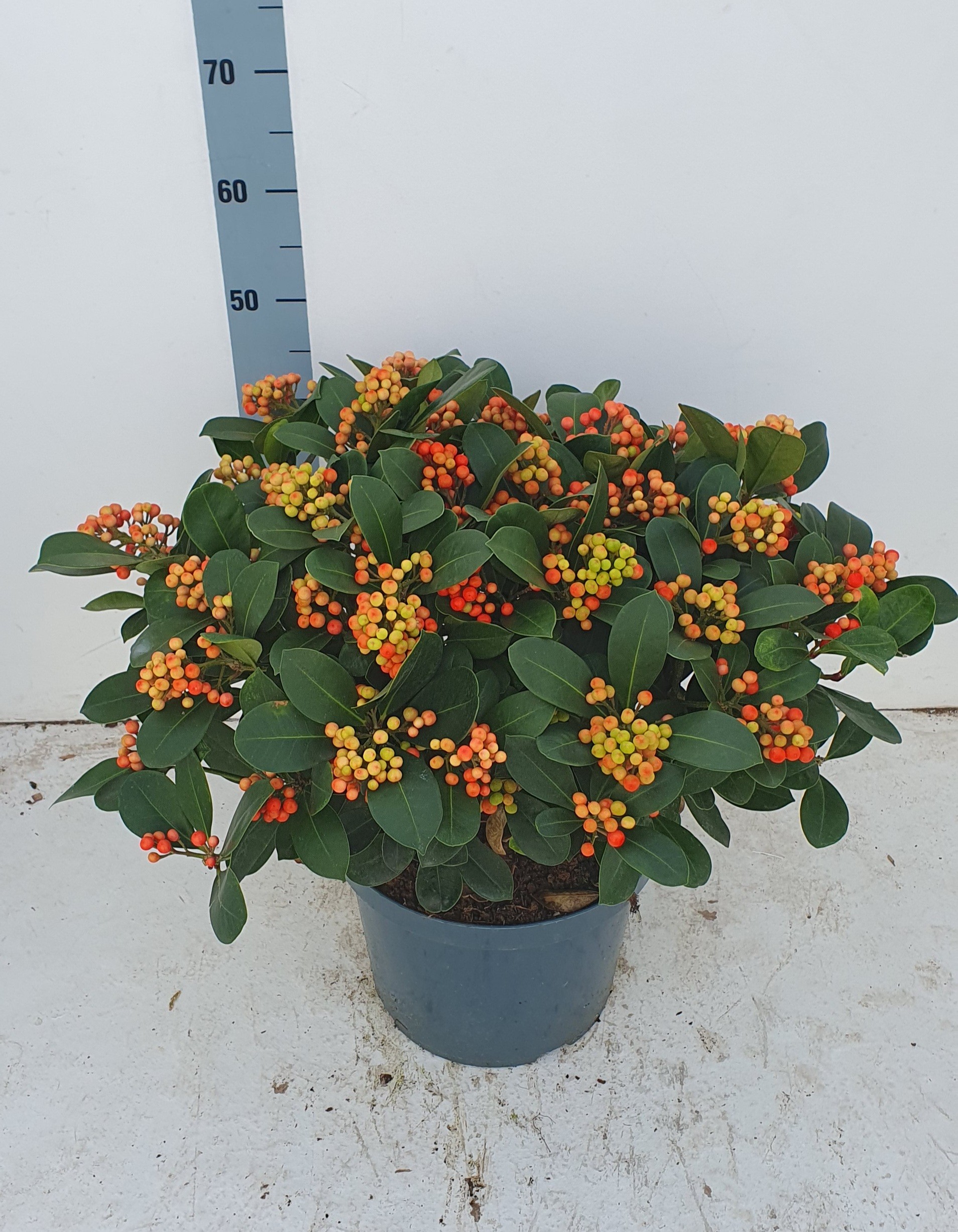 Picture of Skimmia japonica Veitchii P29 (10 Ltr) 20/+ trusses (LOOSE)