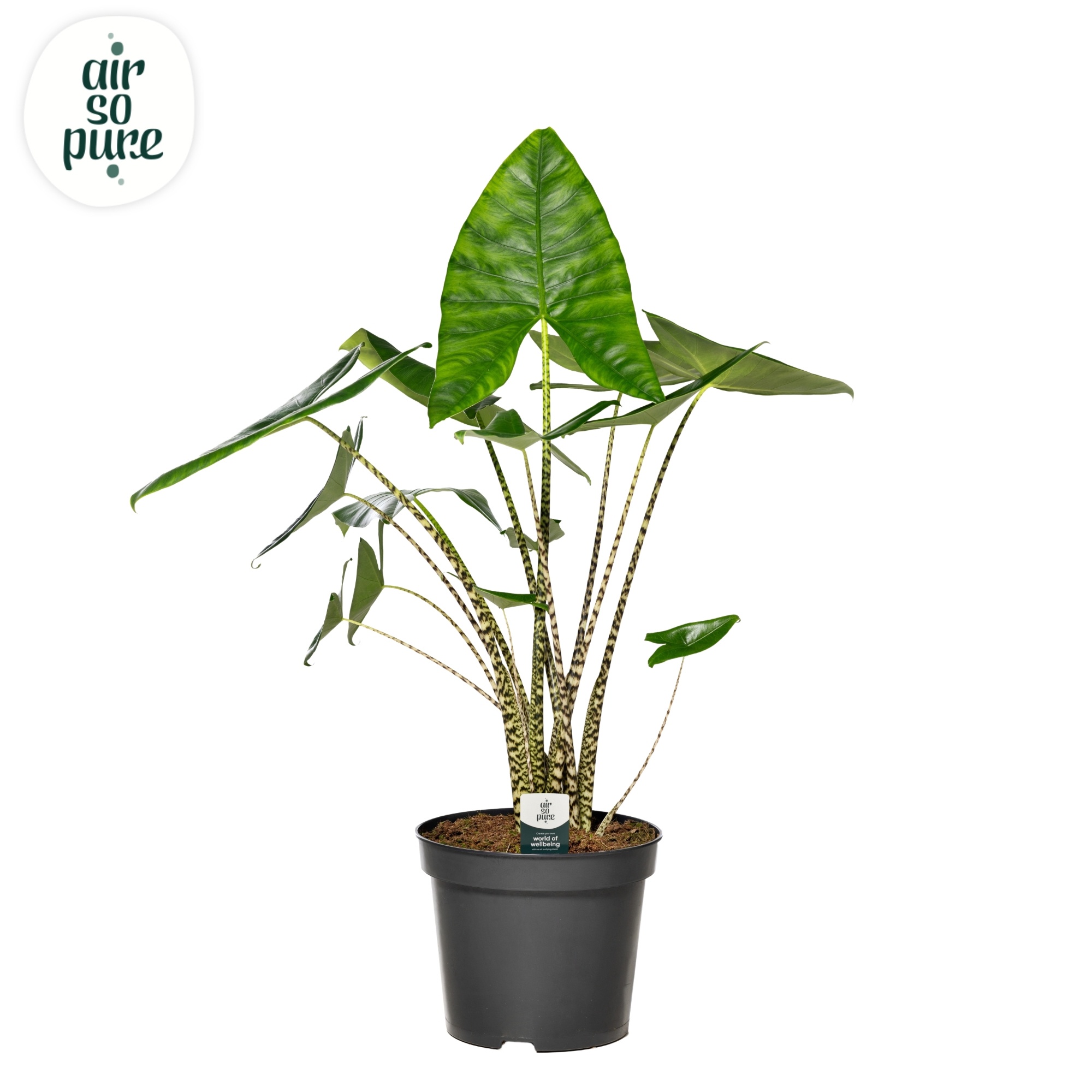 Alocasia zebrina air pure so