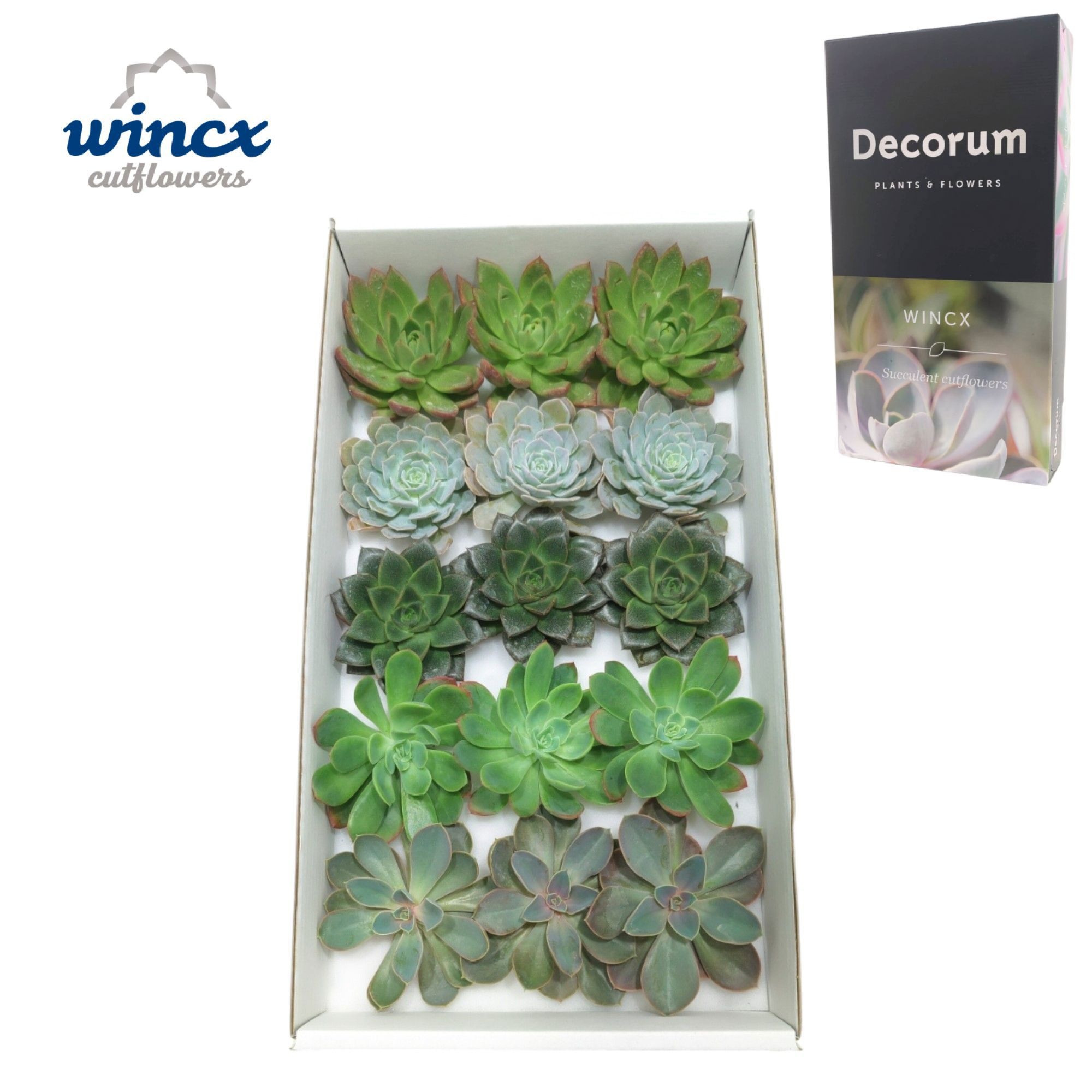 Echeveria Aqua Mix (wincx) Cutfl (5 Spcs)