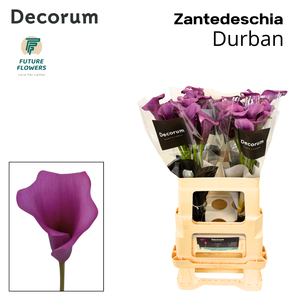 Zant Durban