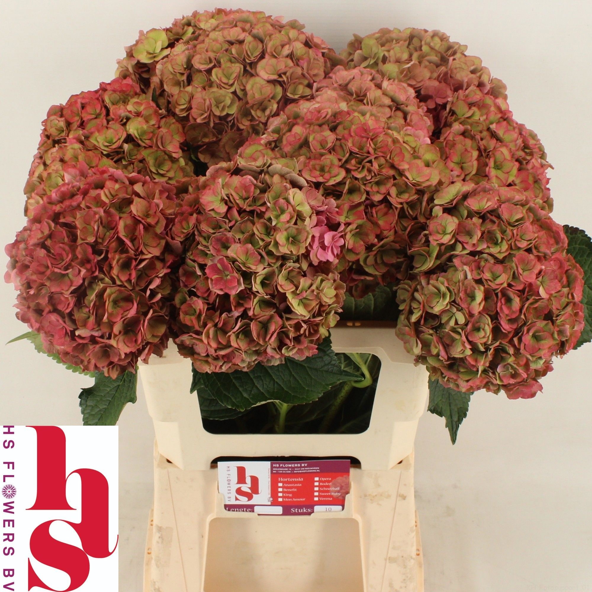 Hydrangea Royal Anastasia Classic 60cm 20Ø
