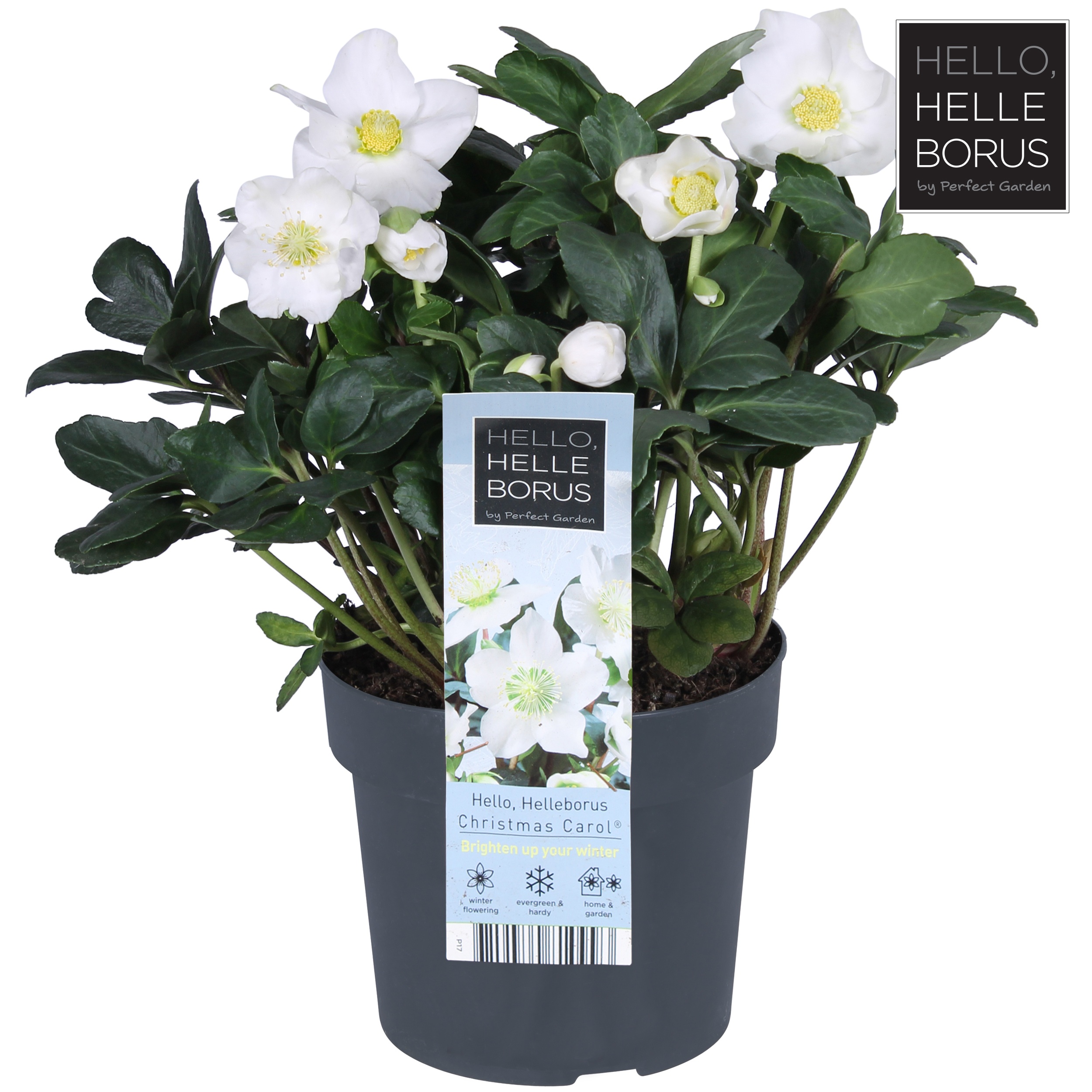 Picture of Helleborus niger 'Christmas Carol' P17 (XL)