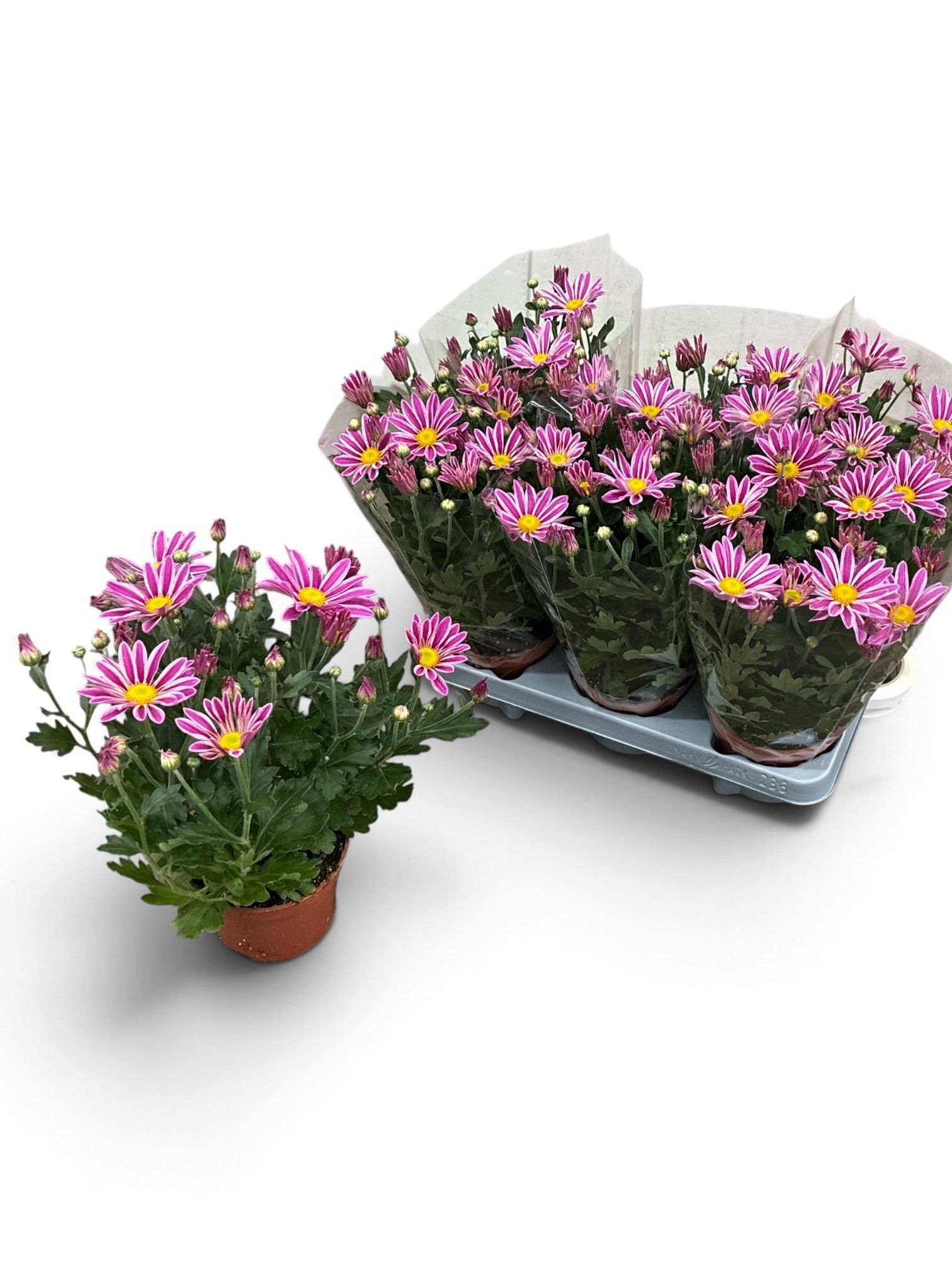 Chrys Zumba Pink Whi 12Ø 30cm