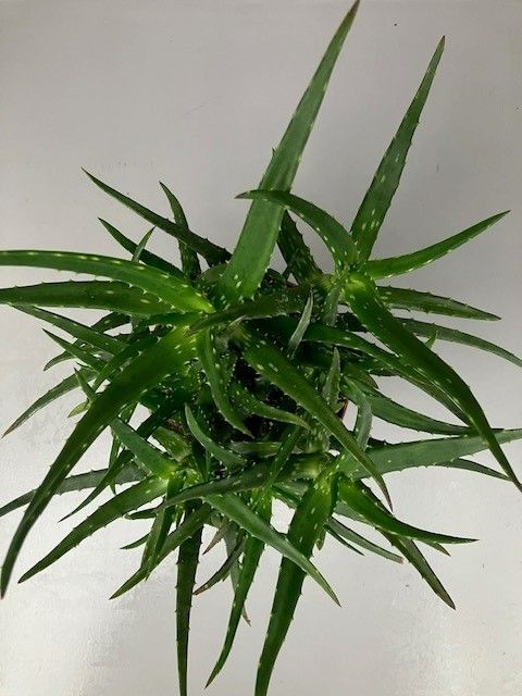 Aloe Kedongensis | Gardenline