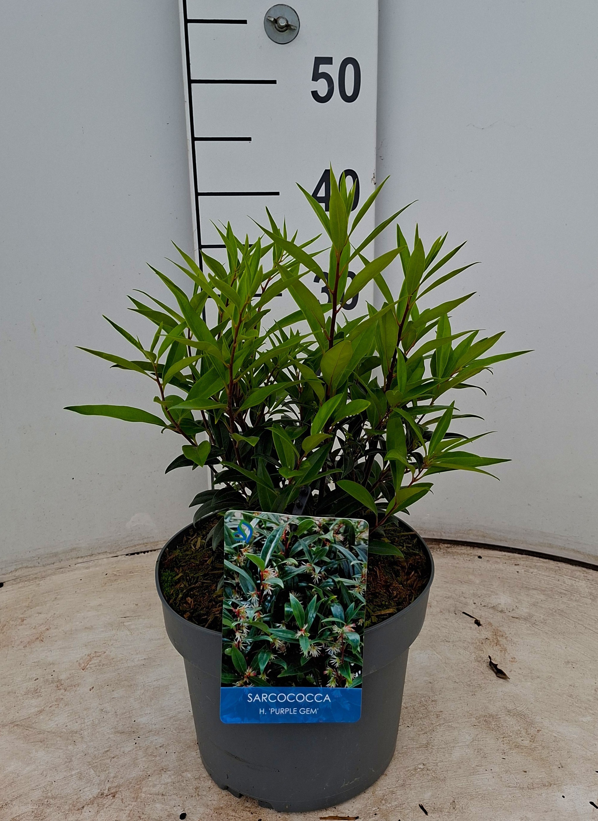 Sarcococca hookeriana Purple Gem ('Purplerij15')