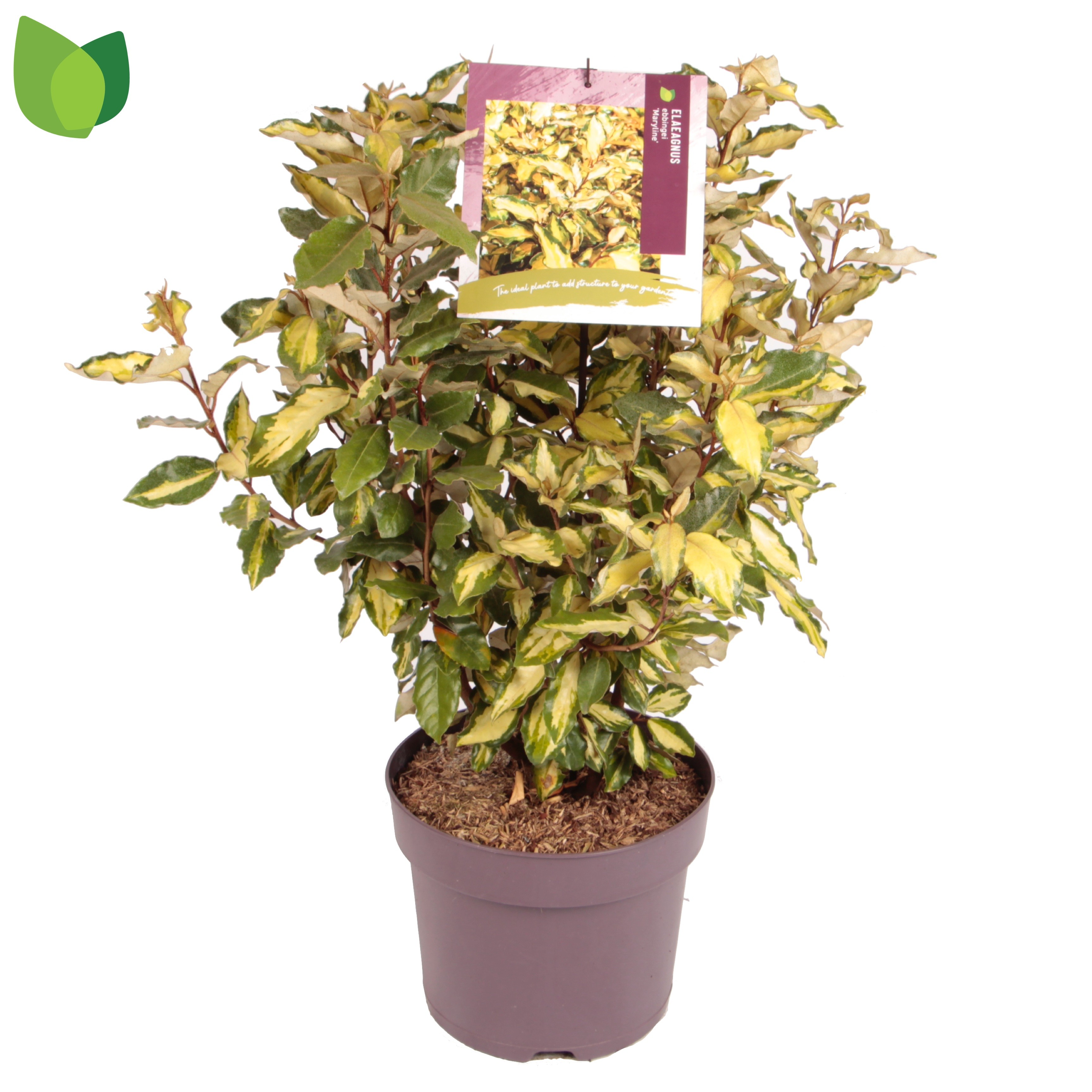 Picture of Elaeagnus ebbingei Maryline P26 (7.5 Ltr)