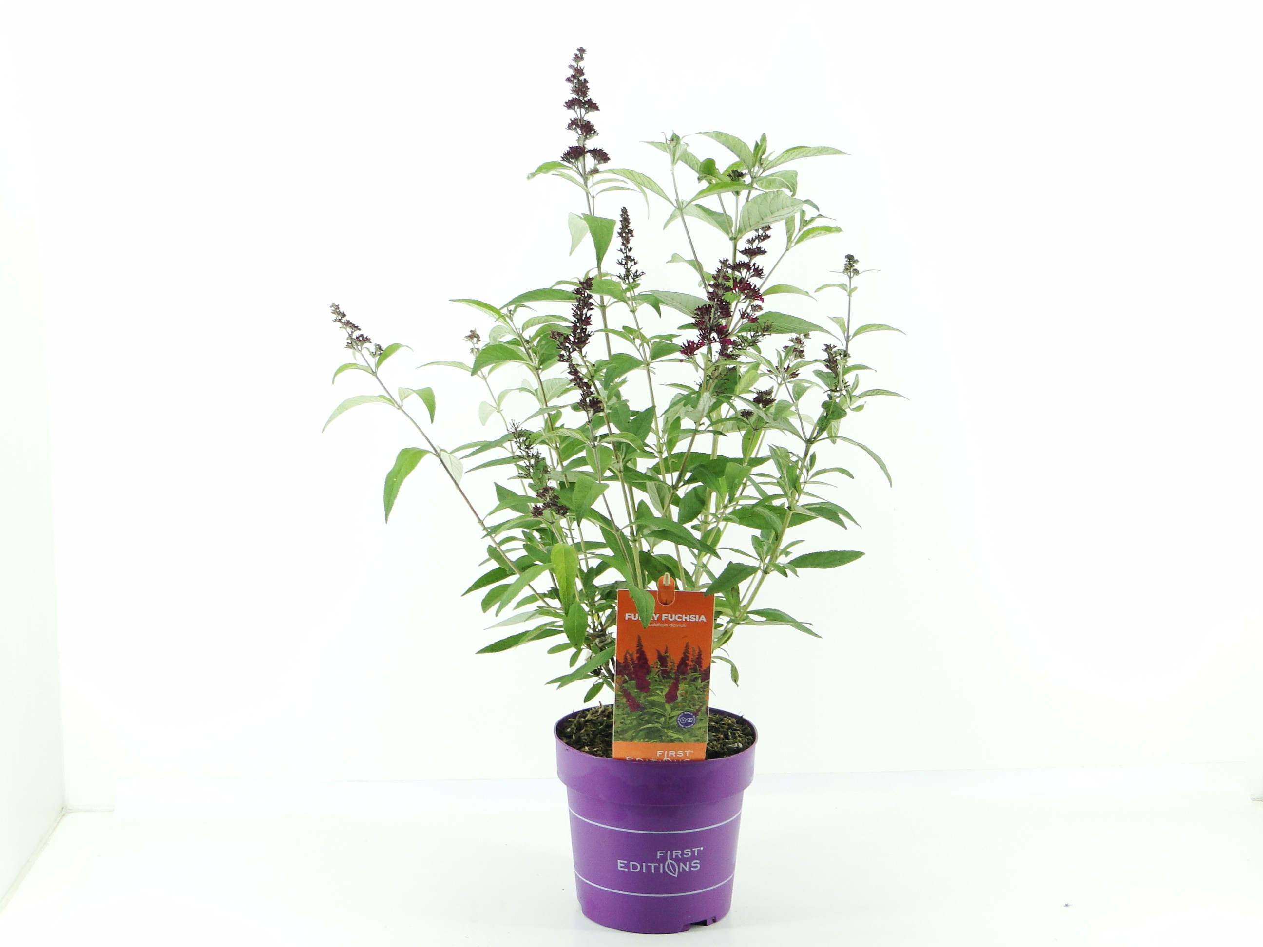 Picture of Buddleja dav. Funky Fuchsia / First Editions ETD2025.WK23 P20-(3.5-LTR)