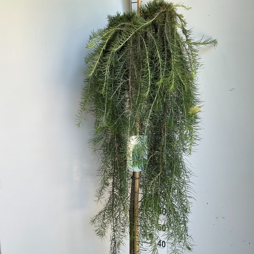 Larix kaempferi 'Stiff Weeper' stam