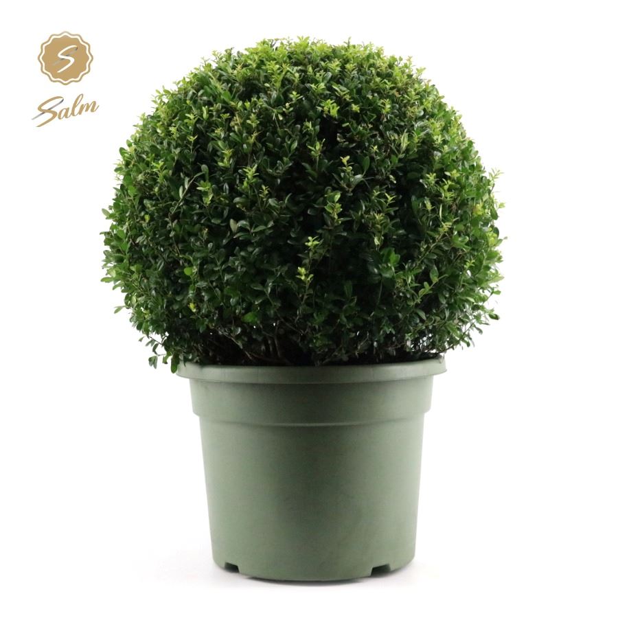 Picture of Ilex crenata P45-(40-LTR) BALL-70/CM