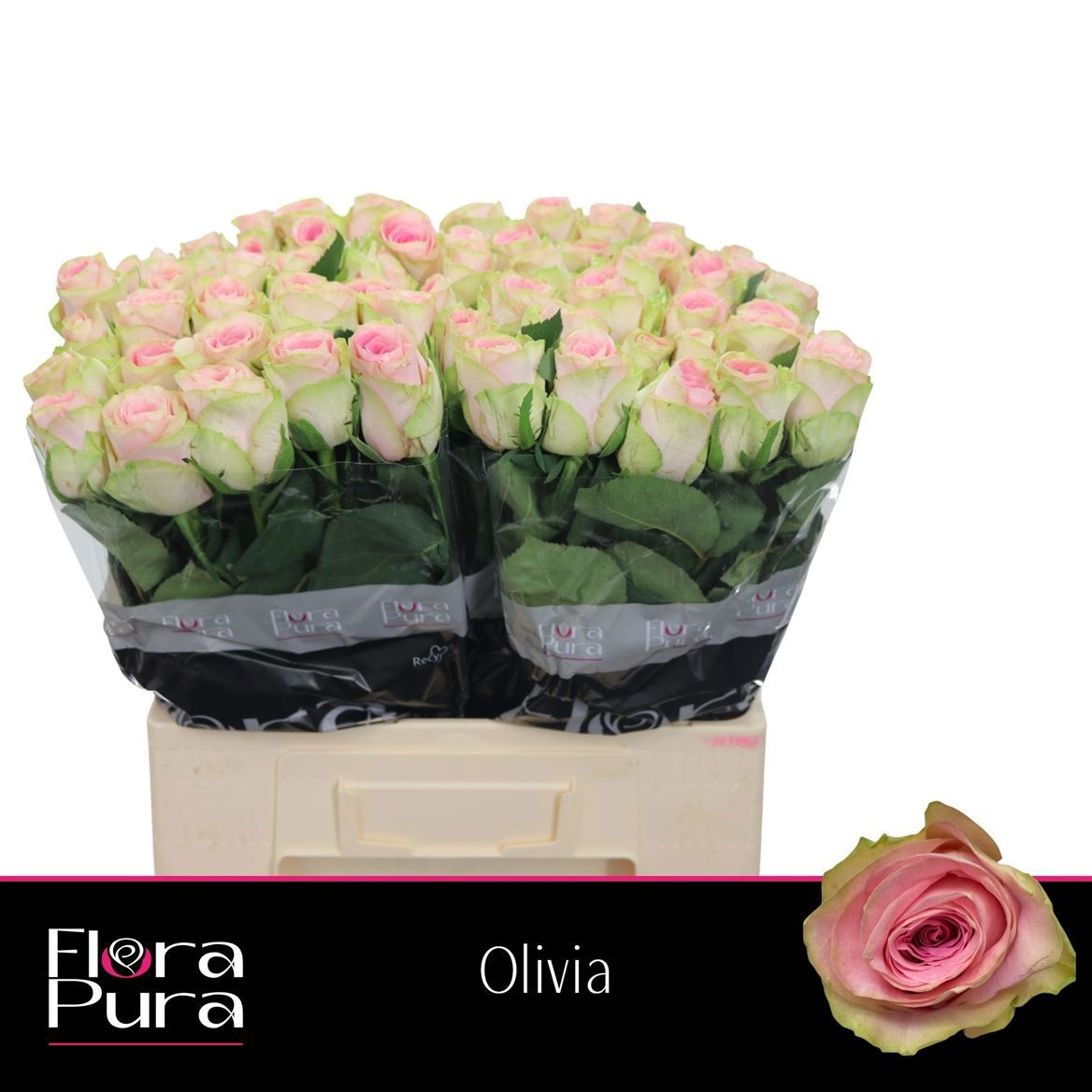 R Gr Olivia