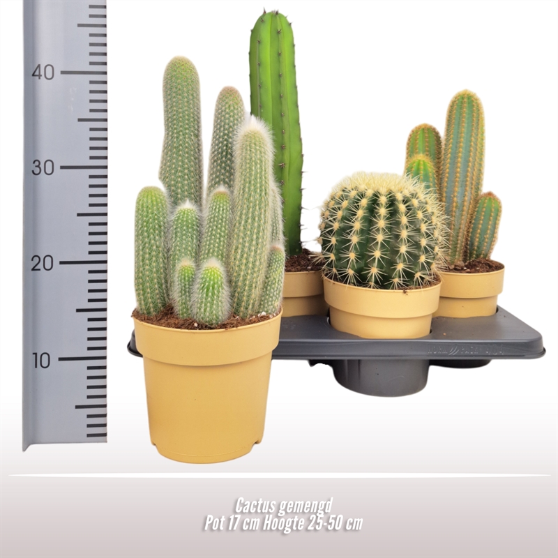 Picture of Cactus gemengd P17 (2 Ltr) 25CM