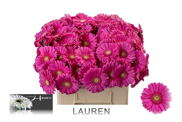 Ge Mi Lauren 50cm 7Ø