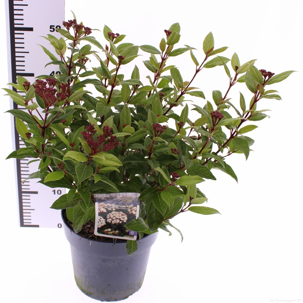 Picture of Viburnum tinus Ladybird P21 (4 Ltr) (LOOSE)