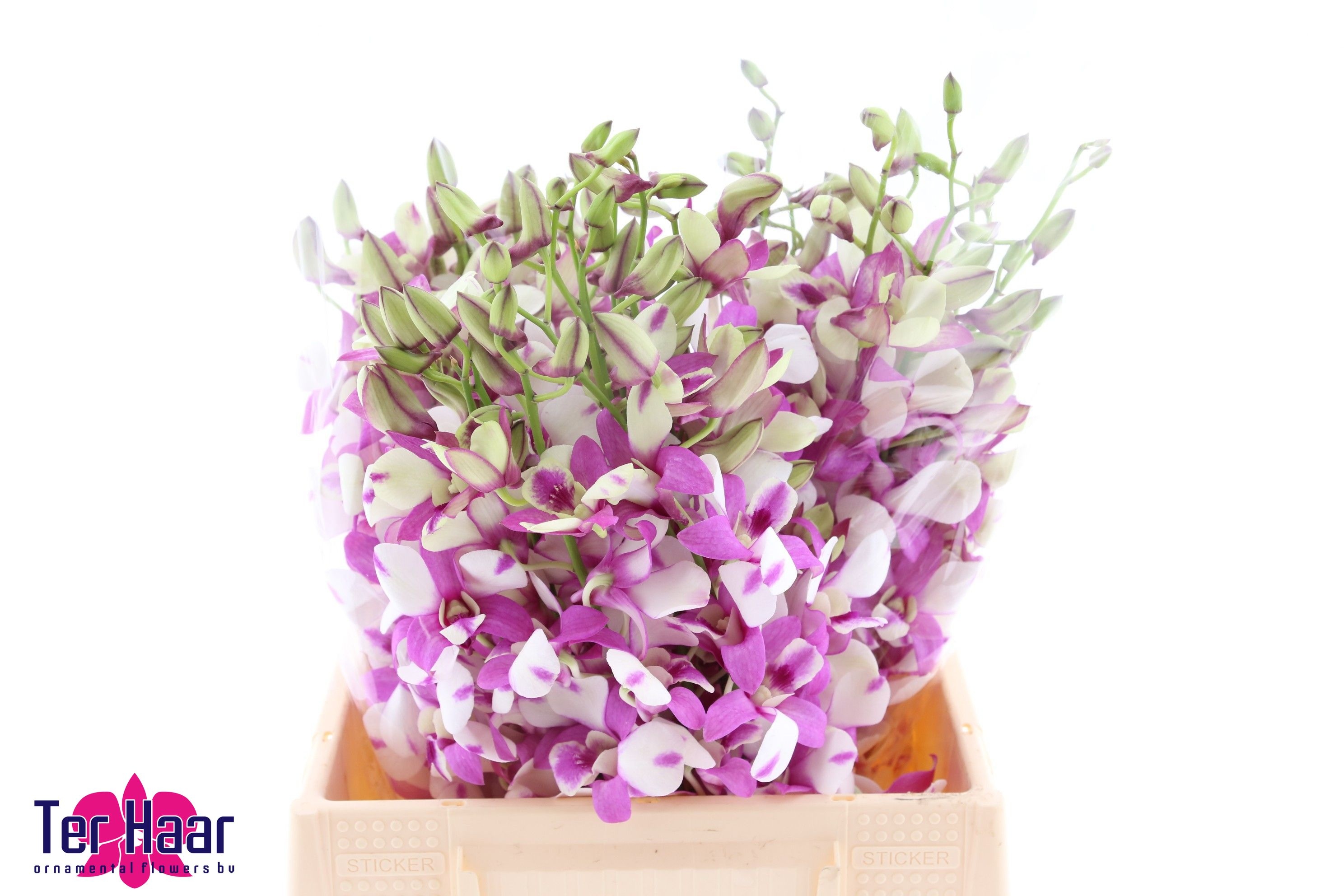 Dendrobium 50cm