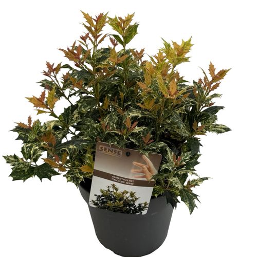 Osmanthus het. 'Tricolor' sense p23 Asra