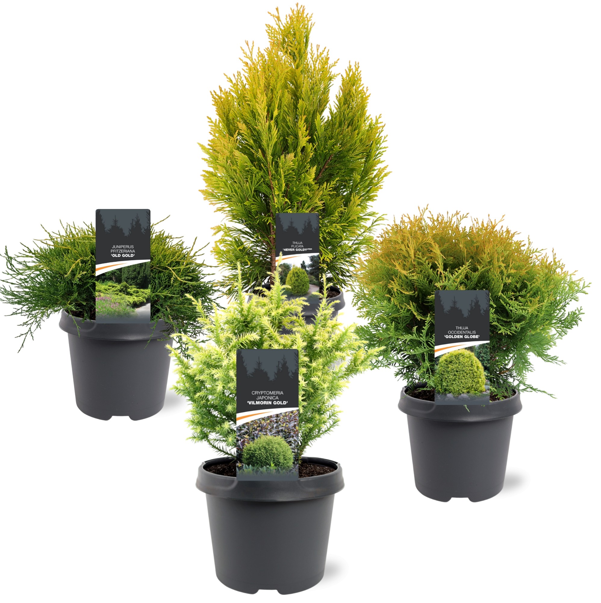 Picture of Conifers in yellow varieties P19 (3 Ltr)