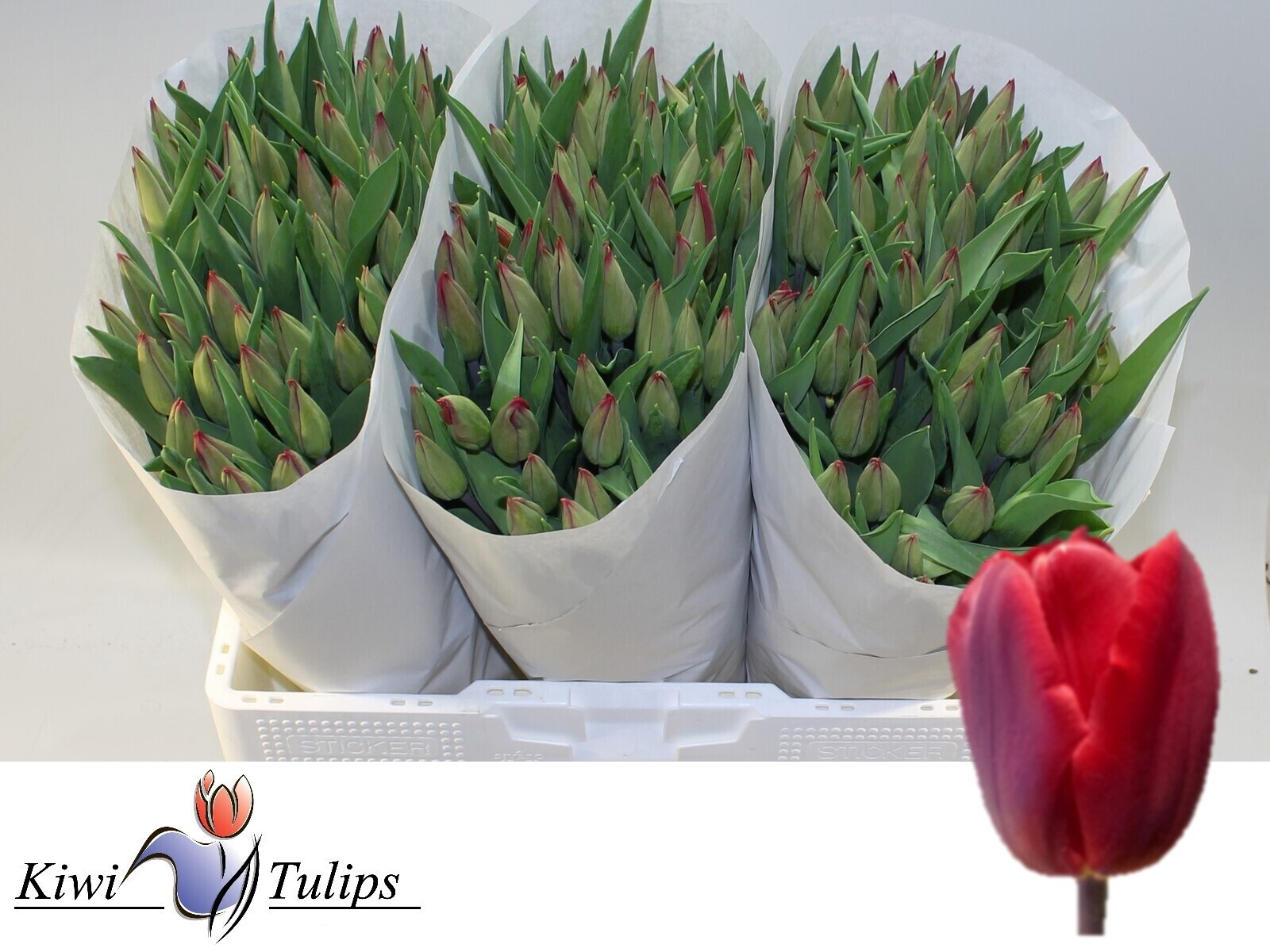 Tulipa Red Gold 45cm 38gram